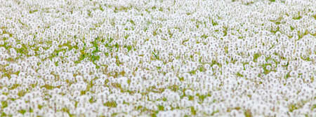 Endless Field of Dandelions in Summer.の写真素材