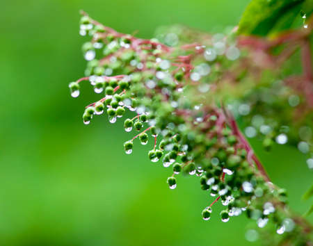 Droplets of Water on Plant after Rain in the Garden