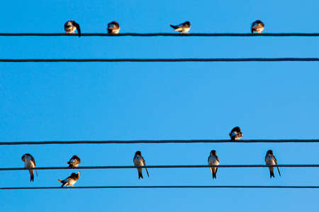 Low Angle View of Swallows on Wire against Blue Sky,の写真素材