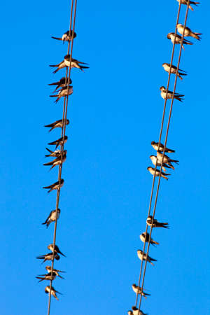 Low Angle View of Swallows on Wire against Blue Sky,
