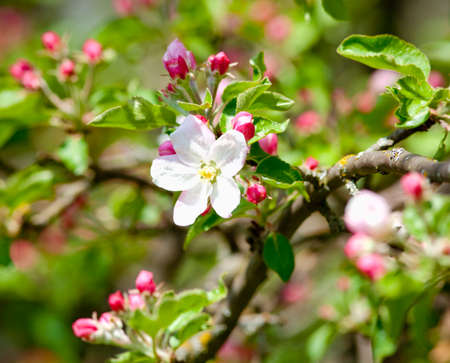 Apple Tree Blossoming in Springtimeの写真素材