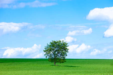 Czech Republic, South Bohemia - Lone tree in a green field.の写真素材