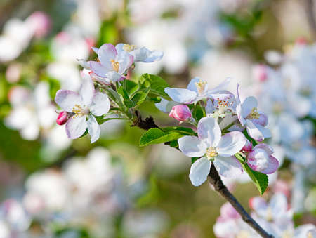 Apple tree blossom in springtime.の写真素材