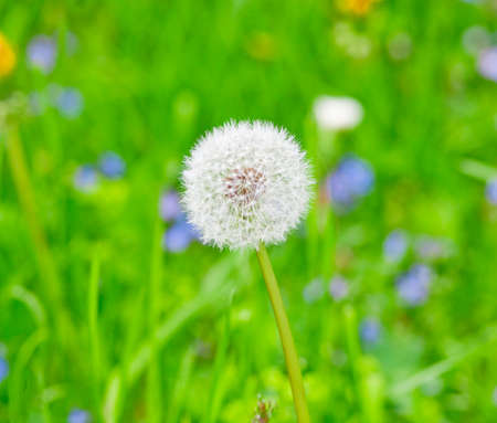 Dandelion (Taraxacum officinale) seed head clock in the garden.の写真素材
