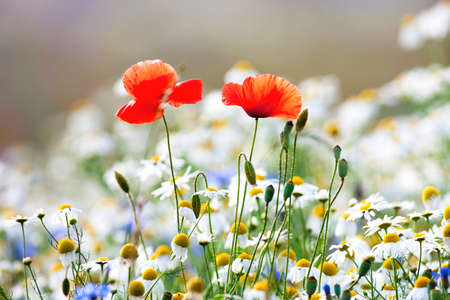 Abundance of Wild Flowers on a Meadow.の写真素材