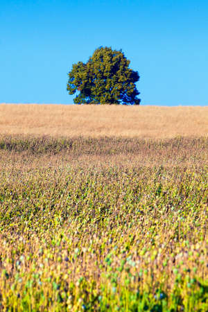 South Bohemia - Field of seedheads of poppies.の写真素材