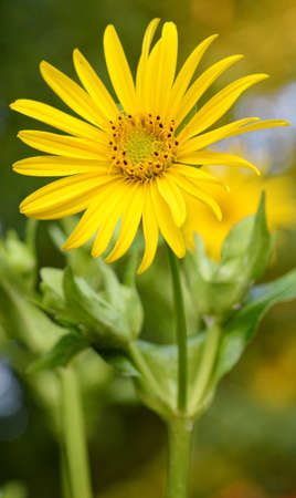 Yellow Flowerの写真素材