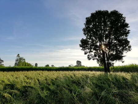 shadow tree on grass fieldの写真素材