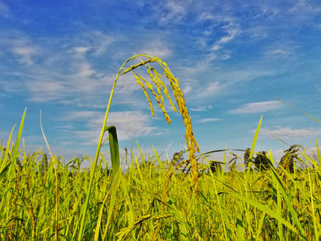 rice fieldの写真素材