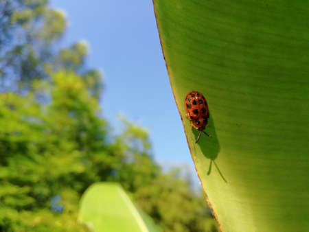 ladybug on leafの写真素材