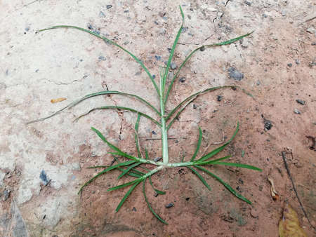 flatten grass