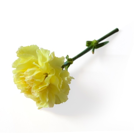 Carnation on the floor の写真素材