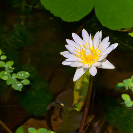 Waterlily in a Pond の写真素材
