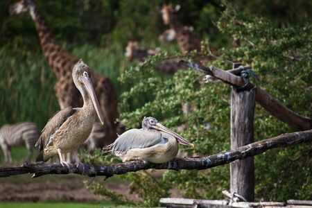 Wild Livesの写真素材