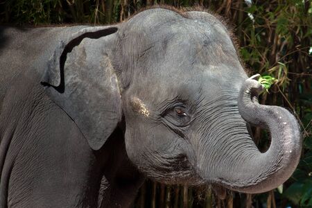 Giantの写真素材