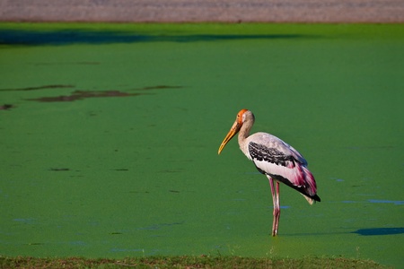 Looking for Food の写真素材