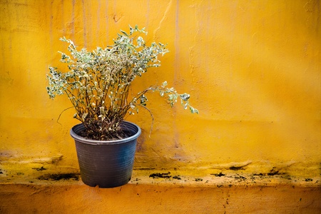 Dying Tree in a Black Plastic Potの写真素材