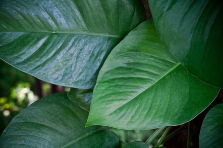 Green Leavesの写真素材