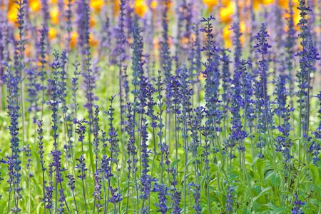 Lavender の写真素材