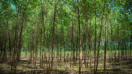 eucalyptus plantation 