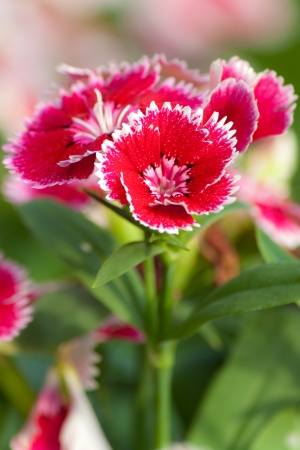 Dianthus の写真素材