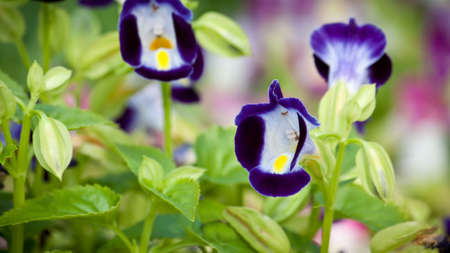 Wild Flowers の写真素材