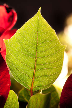 Leaf の写真素材
