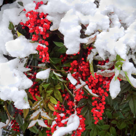 Red Berry
