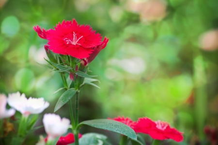 Dianthusの写真素材