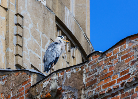 Large White Crane at Hiroshima Peace Memorial Parkの写真素材