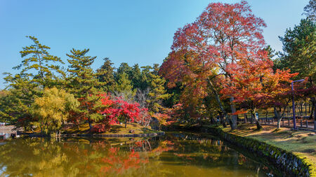 Garden at Todaiji Temple in Nara