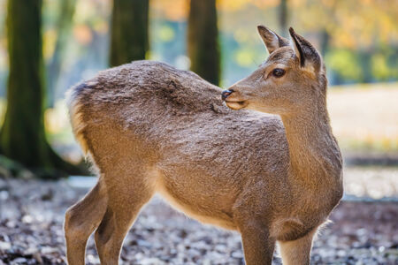Sika Deer at Tamukeyama Hachimangu Shrine in Naraの写真素材