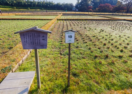 Seiden  Rice Fields  at Koraku-en garden in Okayamaのeditorial素材