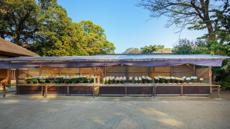 OKAYAMA, JAPAN - NOVEMBER 17  Chrysanthemum festival in Okayama, Japan on November 17, 2013  Grown by local people, held in Koraku-en from late October to mid Novemberのeditorial素材