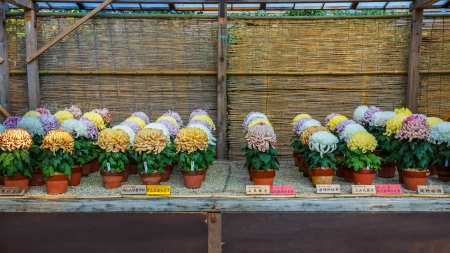 OKAYAMA, JAPAN - NOVEMBER 17  Chrysanthemum festival in Okayama, Japan on November 17, 2013  Grown by local people, held in Koraku-en from late October to mid Novemberのeditorial素材
