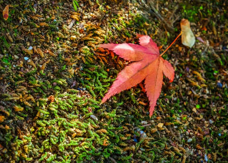 Red maple leaf on the groundの写真素材