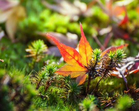Red maple leaf on the groundの写真素材