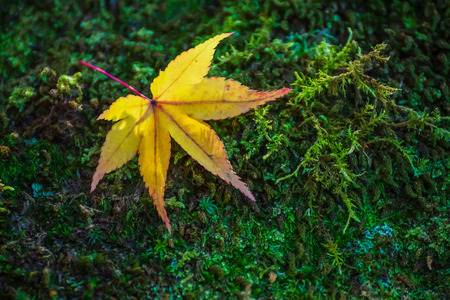 Yellow Maple Leaf in Autumnの写真素材