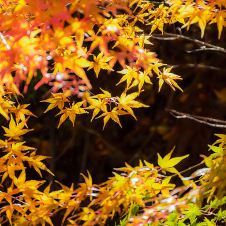 Yellow Maple Leaves in Autumn