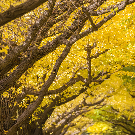 Ginkgo at Icho Namiki Streetの写真素材