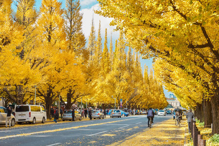 TOKYO, JAPAN - NOVEMBER 26  Icho Namiki Street in Tokyo, Japan on November 26, 2013  The street nearby Meiji Jingu Gaien that has beautiful Ginkgo along the lenght of the streetのeditorial素材