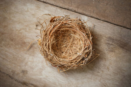 Bird Nest