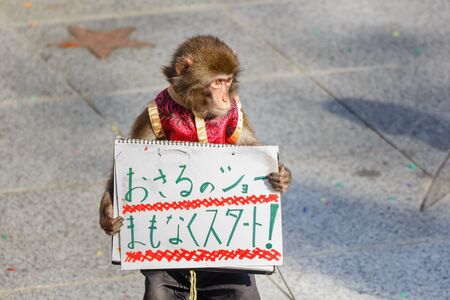 KOBE JAPAN  OCTOBER 26: Monkey Show at Kitano District in Kobe Japan on October 26 2014....
