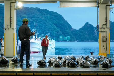 WAKAYAMA, JAPAN - NOVEMBER 20, 2015: Katsuura Nigiwai Market is the biggest fish market in Wakayama prefecture, Maguro tuna auctions held every morning started at 7.30 dailyのeditorial素材