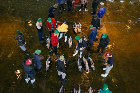 WAKAYAMA, JAPAN - NOVEMBER 20, 2015: 
Katsuura Nigiwai Market is the biggest fish market in Wakayama prefecture, Maguro tuna auctions held every morning started at 7.30 dailyのeditorial素材