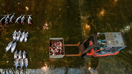 WAKAYAMA, JAPAN - NOVEMBER 20, 2015: 
Katsuura Nigiwai Market is the biggest fish market in Wakayama prefecture, Maguro tuna auctions held every morning started at 7.30 dailyのeditorial素材