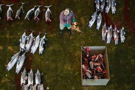 WAKAYAMA, JAPAN - NOVEMBER 20, 2015: Katsuura Nigiwai Market is the biggest fish market in Wakayama prefecture, Maguro tuna auctions held every morning started at 7.30 dailyのeditorial素材