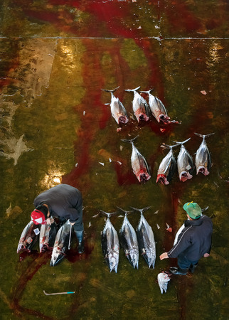 WAKAYAMA, JAPAN - NOVEMBER 20, 2015: 
Katsuura Nigiwai Market is the biggest fish market in Wakayama prefecture, Maguro tuna auctions held every morning started at 7.30 dailyのeditorial素材