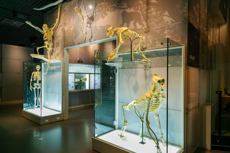 Tokyo, Japan - November 25 2015: National Museum of Nature and Science offers a wide variety of natural history exhibitions and interactive scientific experiencesのeditorial素材