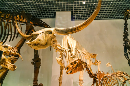 Tokyo, Japan - November 25 2015: National Museum of Nature and Science has around 14,000 items displayed on subjects such as the evolution of humans and animals and prehistoric worldのeditorial素材